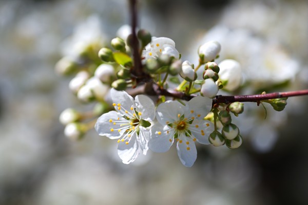 Spring White Blossom by Joy Watson
